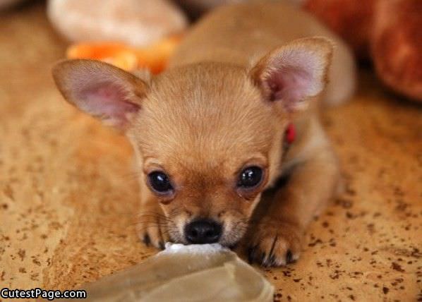 Cute Little Doggy