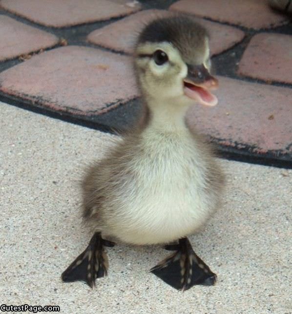 Cute Little Duckie