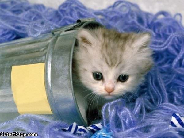 Cute Little Kitten Pic