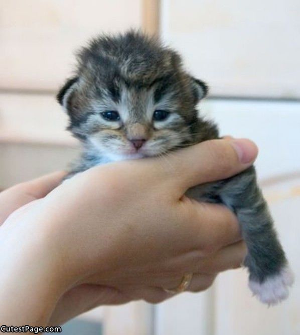 Cute Little Kitty