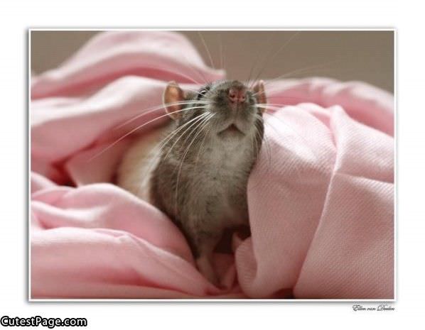 Cute Little Mouse
