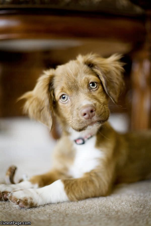 Cute Little Puppy Pic