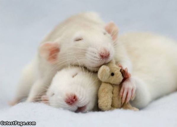 Cute Mice