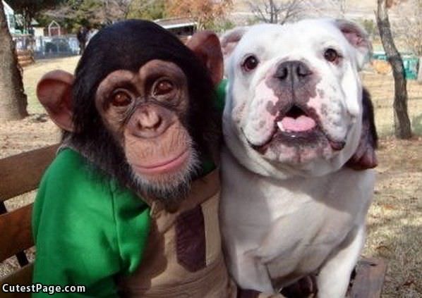 Cute Monkey And Cute Dog