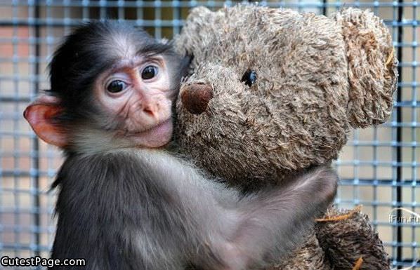 Cute Monkey And His Teddy