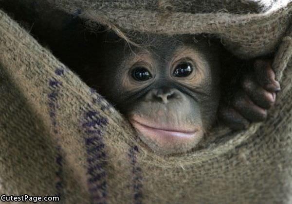 Cute Monkey Face