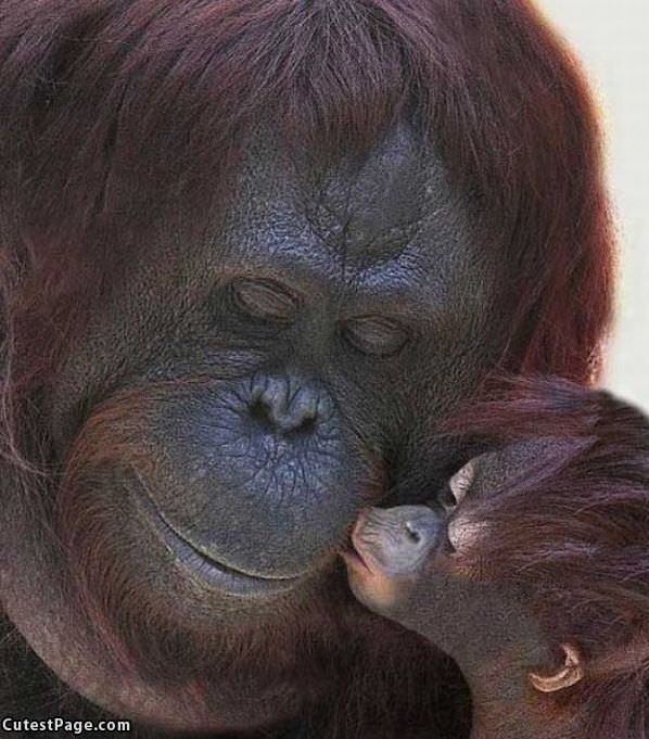 Cute Monkey Kiss