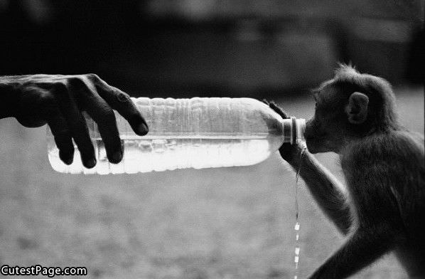 Cute Monkey Water Bottle