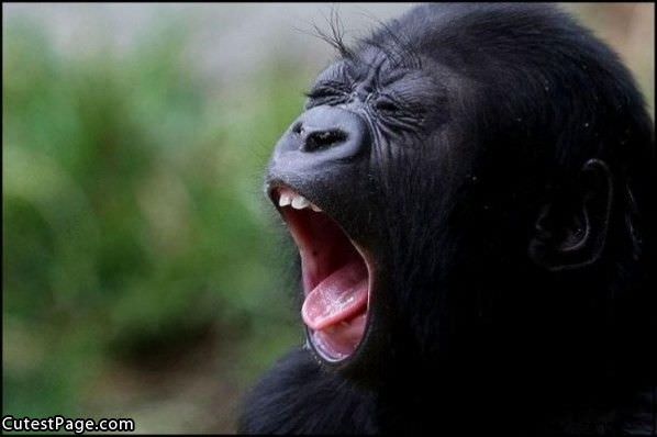 Cute Monkey Yawn