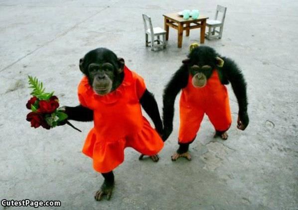 Cute Monkeys In Love