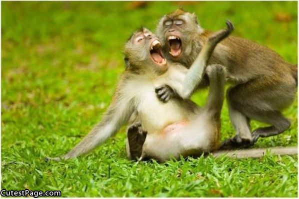 Cute Monkeys Laughing