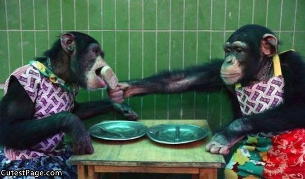 Cute Monkeys Sharing