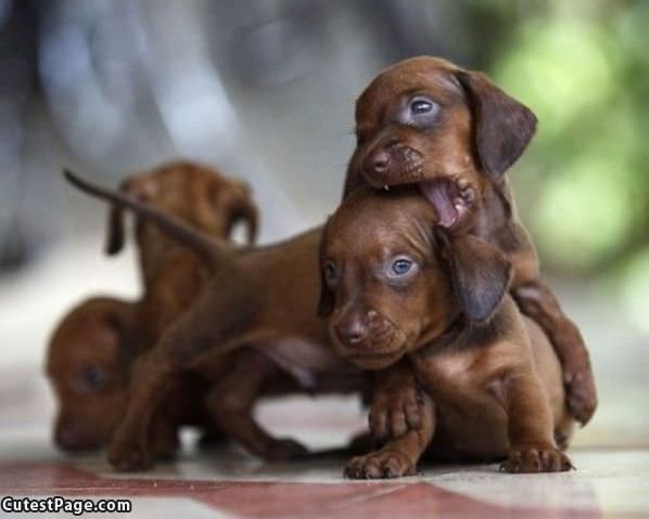 Cute Nomnom Puppies