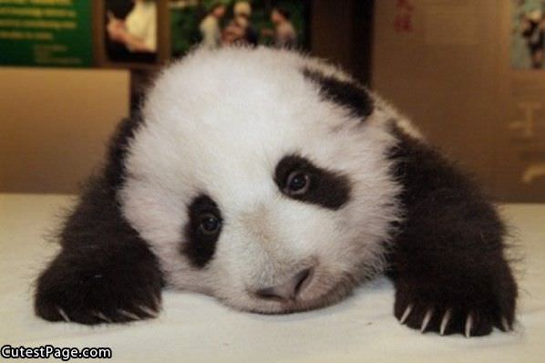 Cute Panda Has A Sad