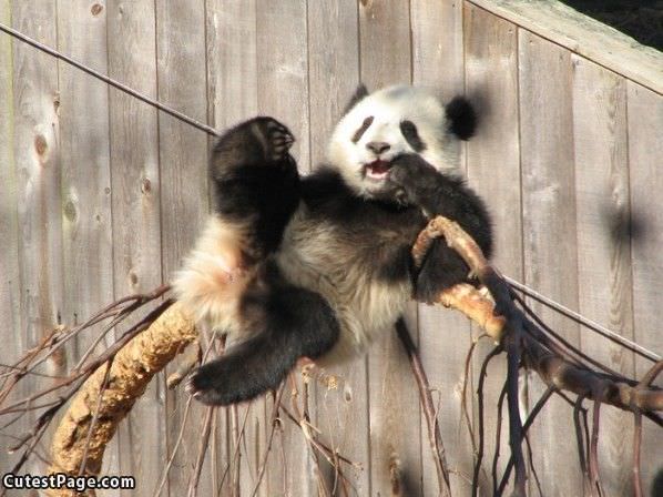 Cute Panda Having A Good Time