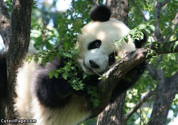 Cute Panda Is Hugry