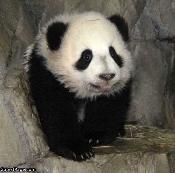 Cute Panda Pic