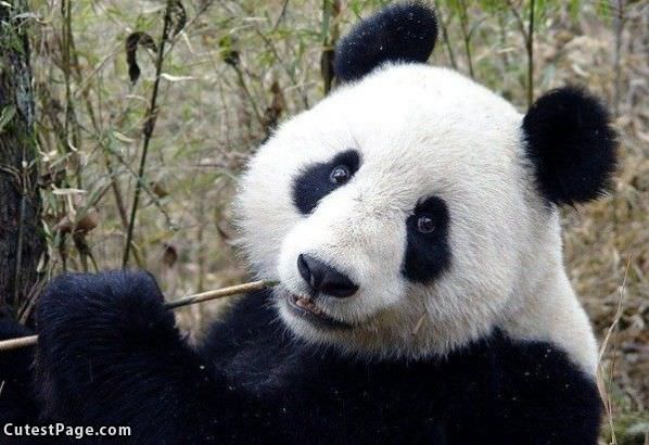Cute Panda Smile