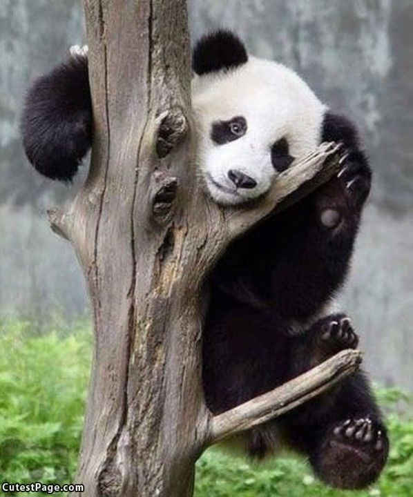 Cute Panda Tree Climb