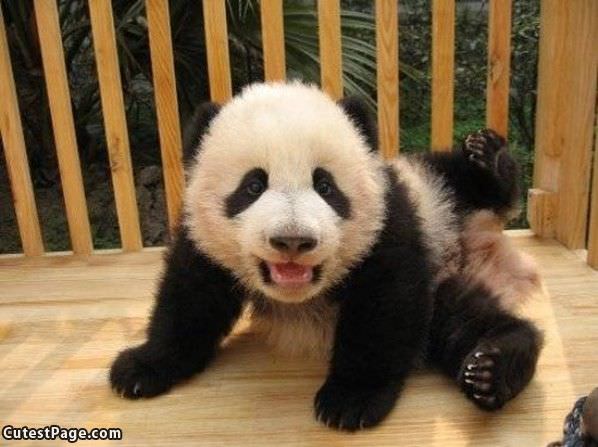 Cute Panda Wants To Play
