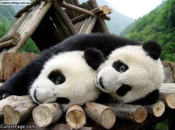 Cute Pandas
