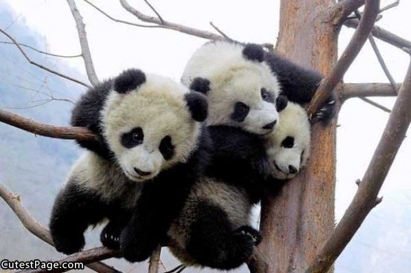 Cute Pandas In A Tree