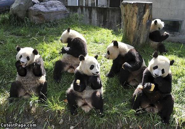 Cute Pandas Relaxing