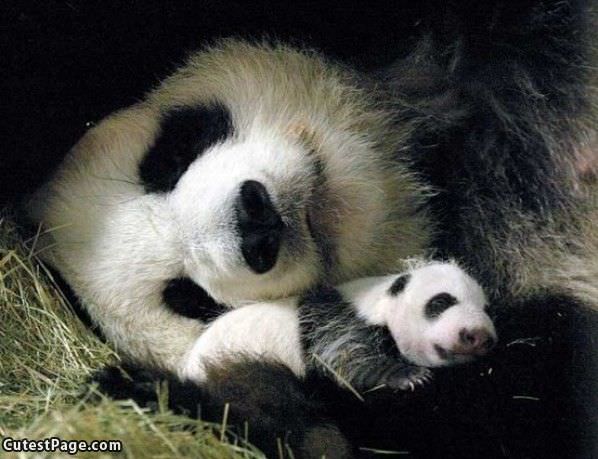 Cute Pandas Sleeping