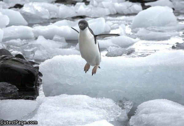 Cute Penguin Jump