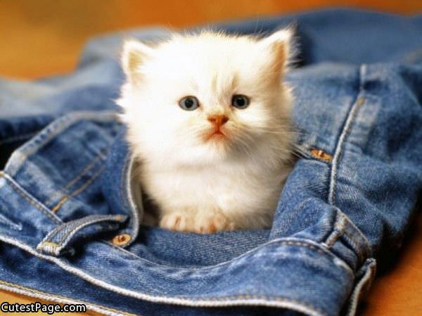 Cute Pocket Kitten