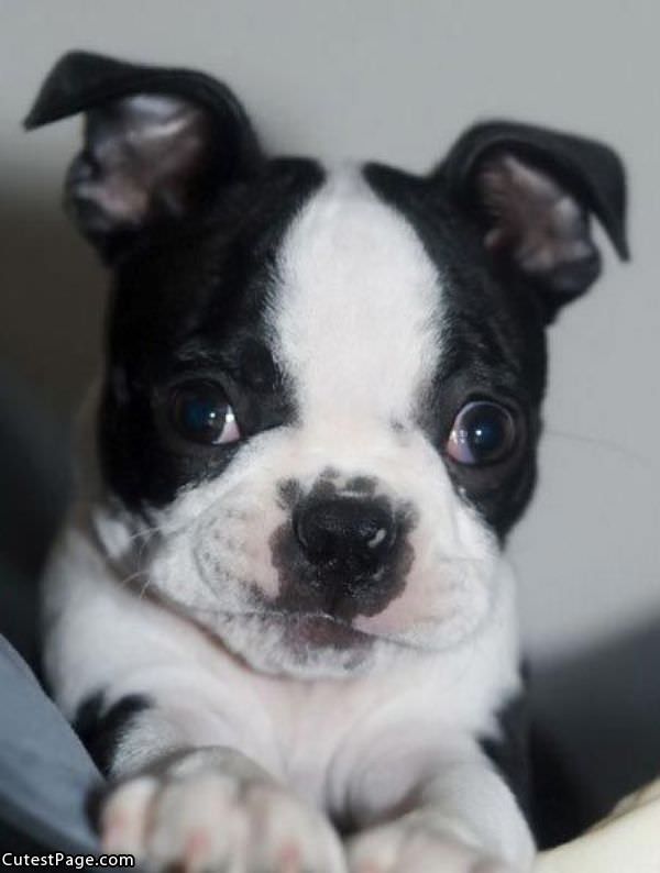 Cute Pup Awww