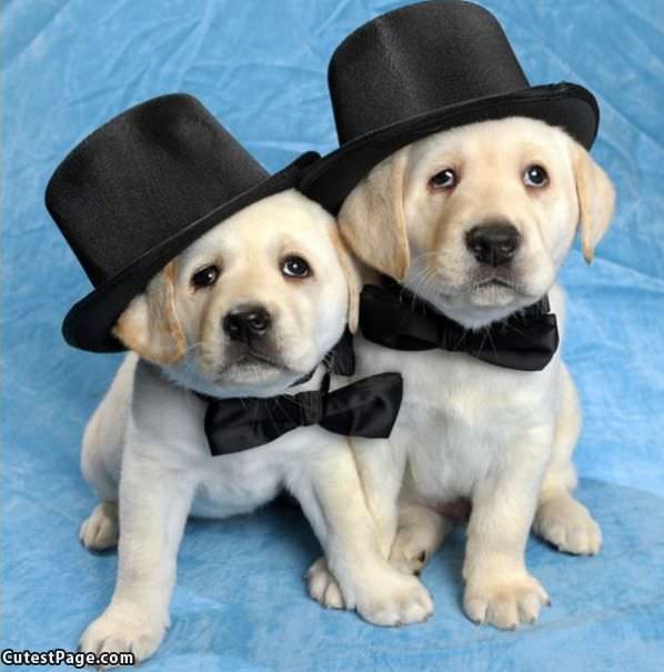 Cute Puppies In Tophats