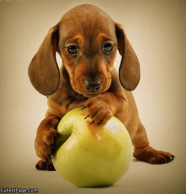 Cute Puppy And Apple