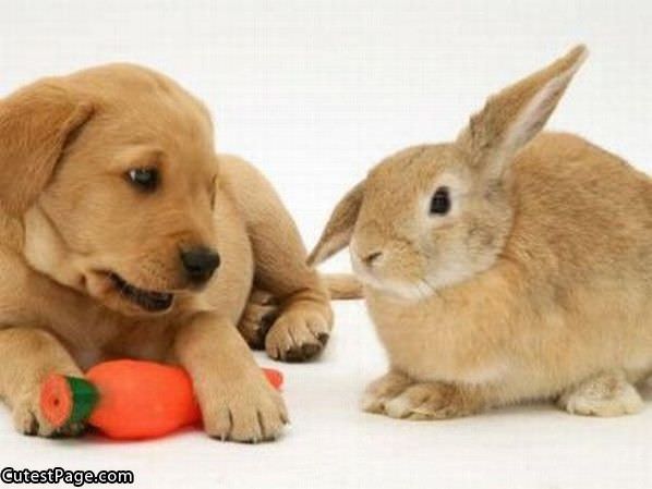 Cute Puppy And Bunny