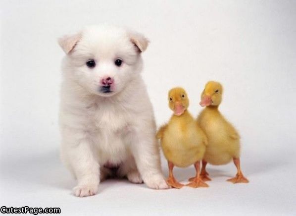Cute Puppy And Duckies