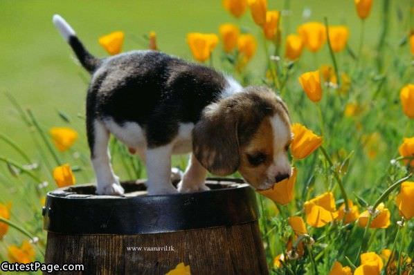 Cute Puppy And Flower