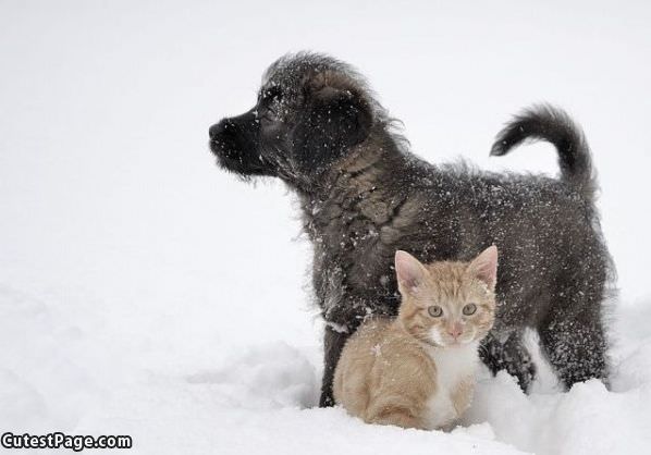 Cute Puppy And Kitten