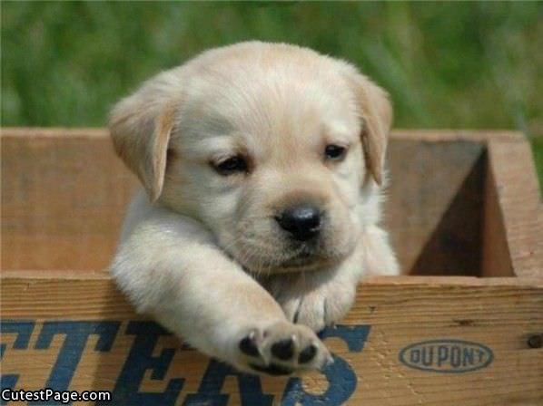 Cute Puppy Box