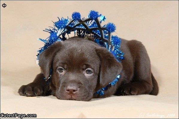 Cute Puppy Crown
