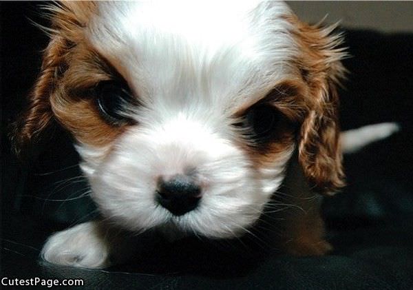 Cute Puppy Face Here