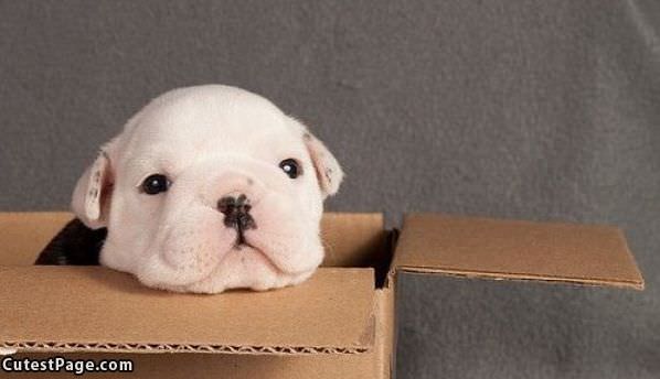 Cute Puppy In A Box