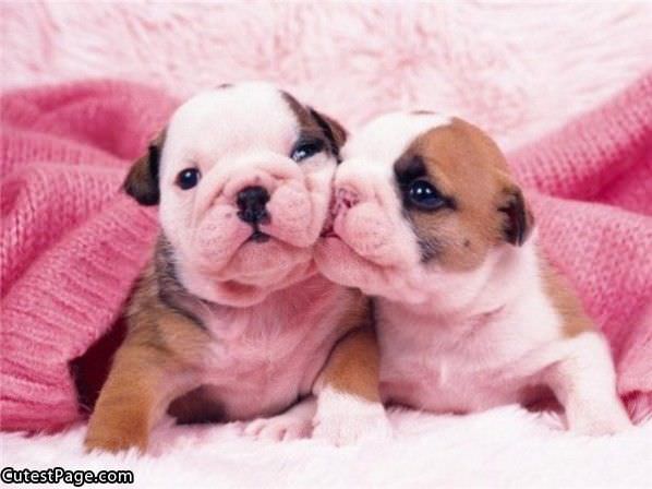 Cute Puppy Kiss
