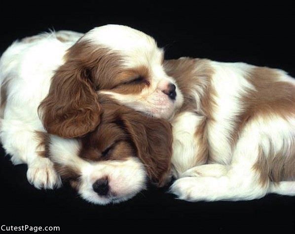 Cute Puppy Nap
