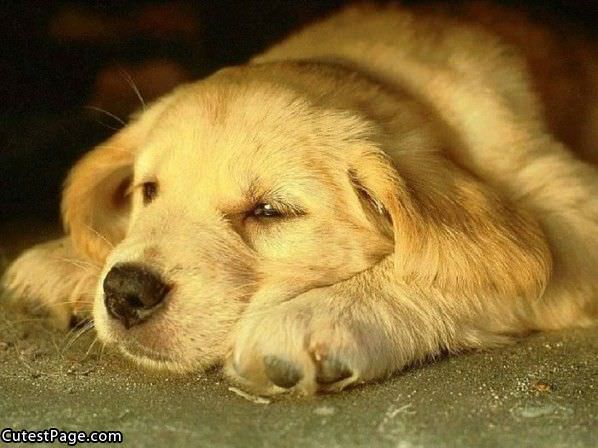 Cute Puppy Napping