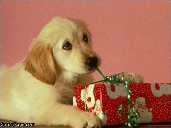 Cute Puppy Present