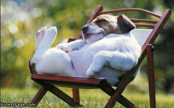 Cute Puppy Resting