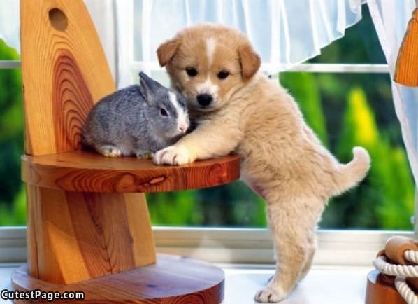 Cute Puppy With A Bunny
