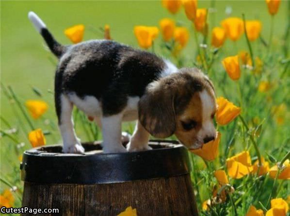 Cute Puppy With Flowers