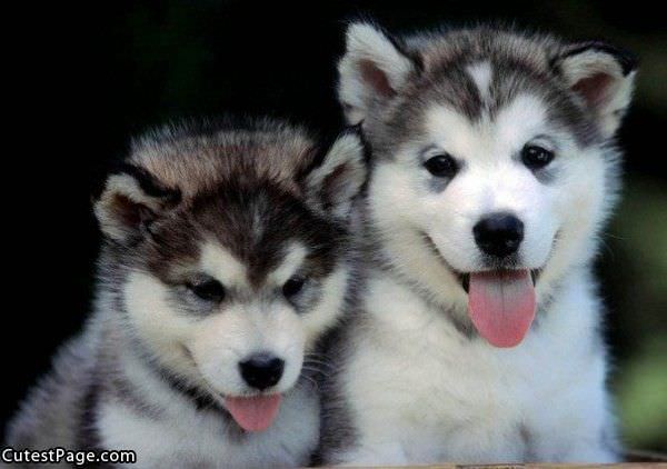 Cute Pups Pic