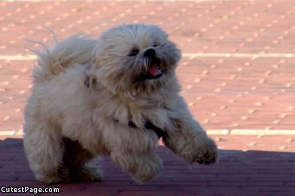 Cute Running Funny Doggy